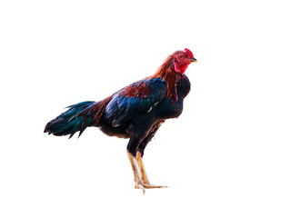rooster isolated on white background