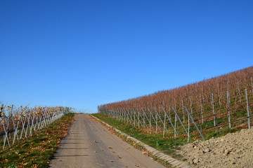 In den Weinbergen im Herbst