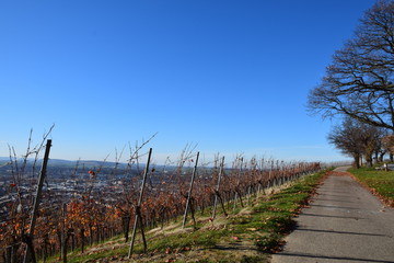 Obraz premium In den Weinbergen im Herbst