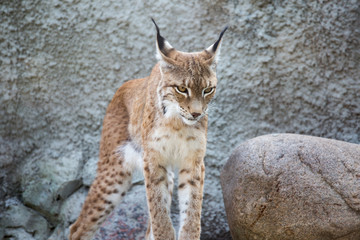 Northern Lynx