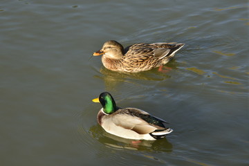 Un couple de canards col-vert dans les eaux de l'étang de la Ferme à la Hulpe