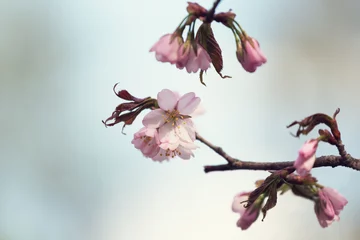 Crédence en verre imprimé Fleur de cerisier Branch of blossoming Oriental cherry sakura