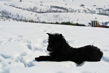 Lonely black dog lying in the snow, on a nice, crisp, sunny winter day, in the mountains.