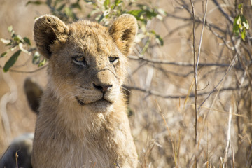 Close-up portrait  of a lion cub sitting in long grass
