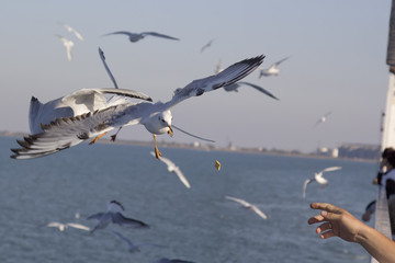 Seagull on the fly catches cookies