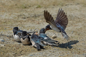 Barn swallow (Hirundo rustica)