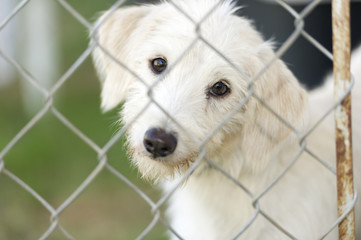 Shelter Dog