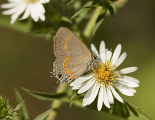Red-Banded Hairstreak Butterfly on a Tiny Daisy