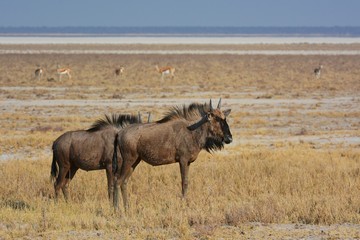 Gnu (connochaetes) im Etosha Nationalpark