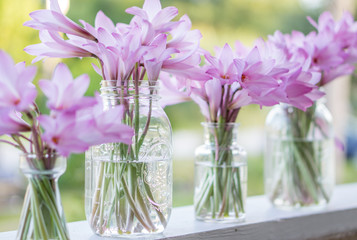 A row of purple flowers in glass jars