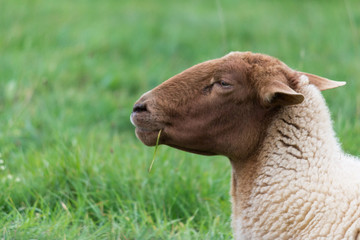 Schaf beim Wiederk&auml;uen