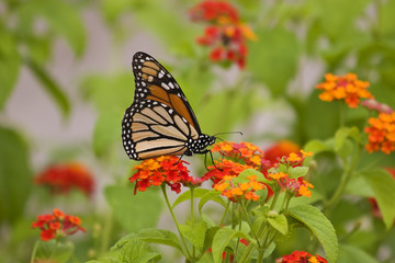 Monarch Butterfles