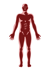 mens body