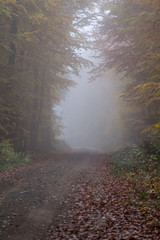 Waldweg im Herbstnebel