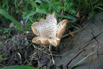 Mushroom / inedible fungus in Abasha