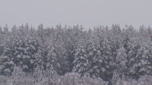 Forest and River in Winter / Spruce forest in winter on the banks of the river. On trees there is snow. The river is still not frozen
