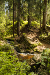 Fototapeta na wymiar Forest stream in summer