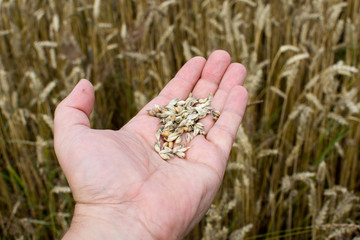 Close Up Of Farmer Checking Wheat Crop In Field.