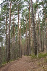 Fototapeta premium Path in the forest
