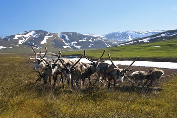 sled reindeer and sleigh in the tundra