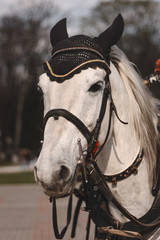 girl hand caressing horse detail