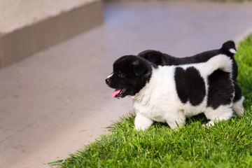 American Akita black and white puppies