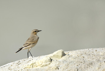Isabelline Wheatear