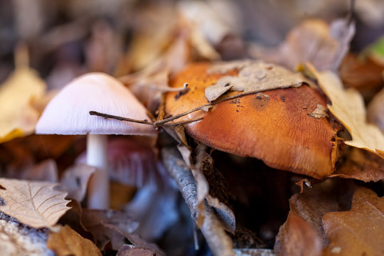 funghi diversi