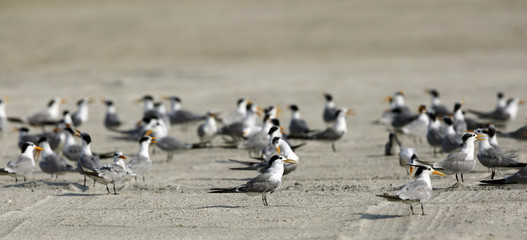 Lesser crested terns in the coastal sand