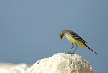 Yellow wagtail nodding its head down