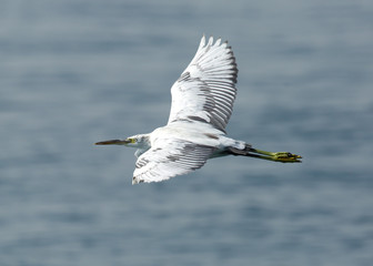 White heron in flight