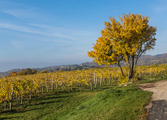 Fototapeta premium Colourful Leaves on Vineyard Plantations in Autumn