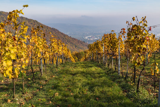 Colourful Leaves on Vineyard Plantations in Autumn