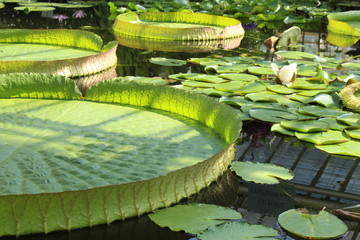 Gigantic "Santa Cruz Water Lily" pads (or Water Platter, Yrupe) in Munich, Germany. Victoria Cruziana (syn. Victoria Argentina), native to  South America, primarily Argentina and Paraguay.