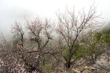 Obraz na płótnie Canvas The blossoming tree