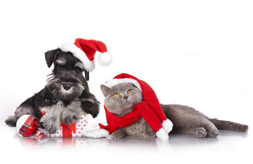 dog and cat and kitens wearing a santa hat