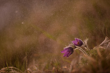 Küchenschelle im Abendregen