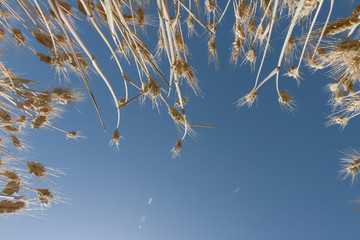 Getreidefeld im Sommer von unten