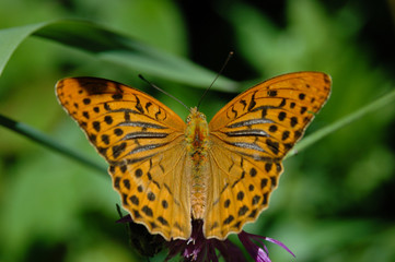 Obraz premium Oranger Schmetterling