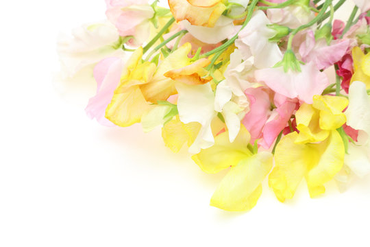 580 件の最適な スイトピー 画像 ストック写真 ベクター Adobe Stock