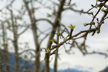 Apple tree flower buds