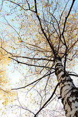 Autumn birch in a sunlight.