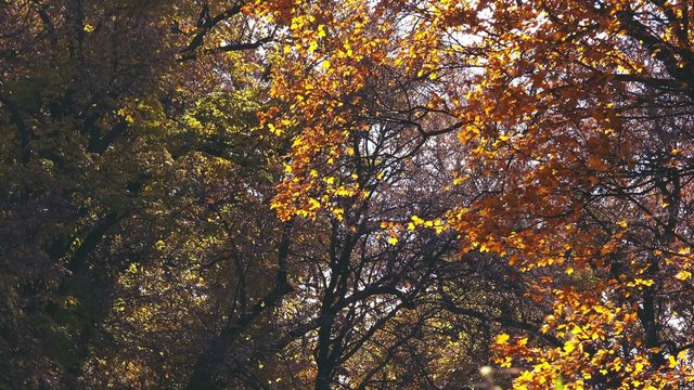 Slow motion of falling autumn leaves, shedding treetops in park, beautiful fall season scenery with yellow leaves on wind.