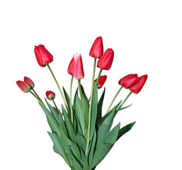 Big bouquet of red tulips isolated