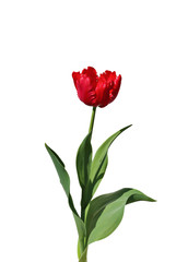 Single fringed red tulip isolated