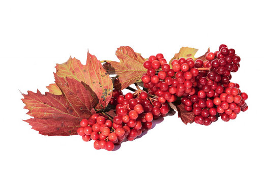 The bright red berries of Viburnum