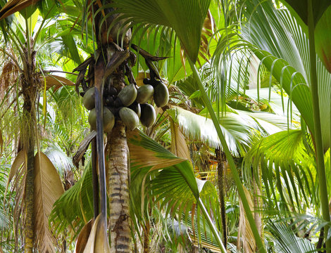 Coconut or Coco de Mere