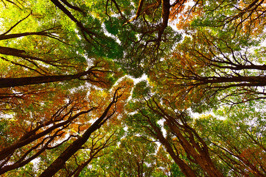 Autunno nella faggeta di "Monte Cimino"