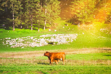 Cow and calf on a green pasture with a forest on the background and warm bright sun light...