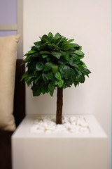 Round cutted bonsai tree in white flower pot 